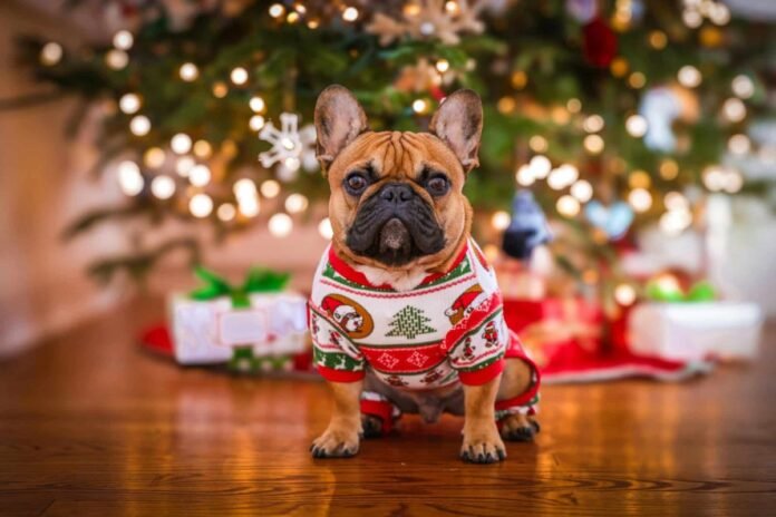 9 simple ways to keep your dog safe and happy this holiday season

