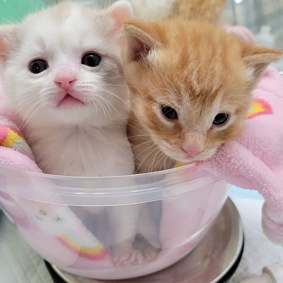 kittens in bowl weight