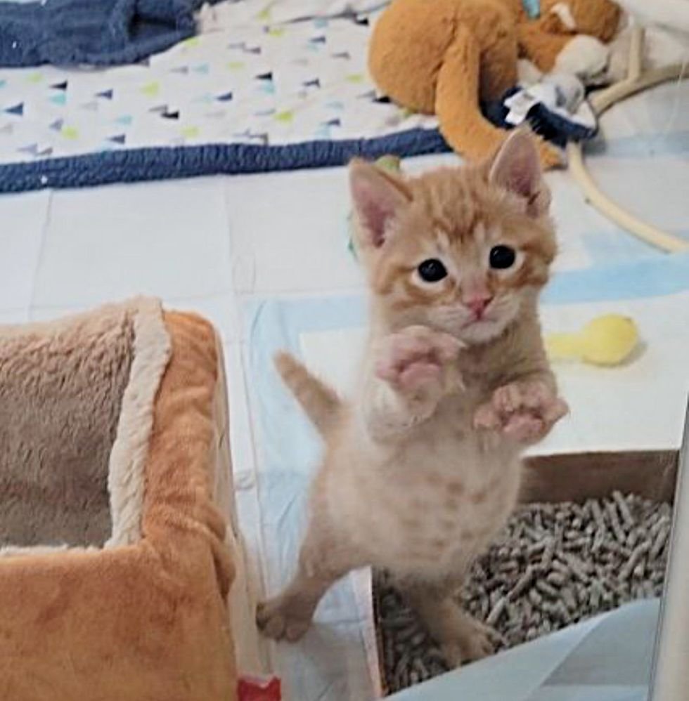 kitten begging for attention, ginger kitten