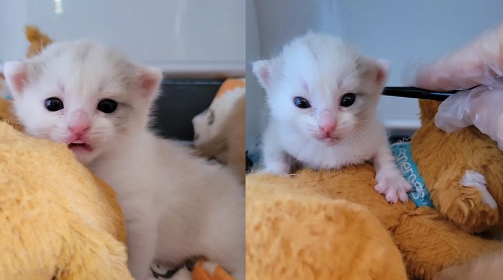 blow drying polar bear kittens