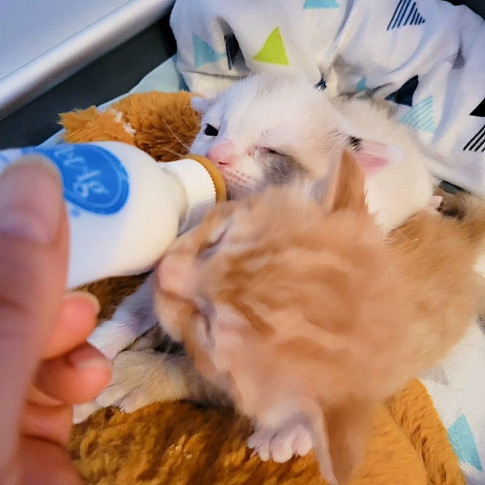 kittens bottle feeding