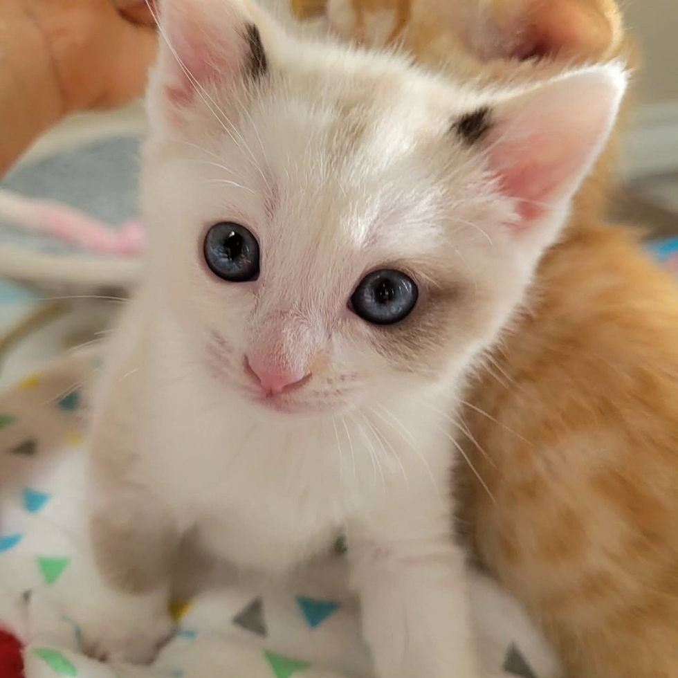 the kitten's unique colors