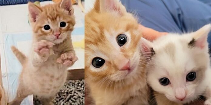 Shelter kittens wait for a fresh start until the person takes them both home and changes their world completely

