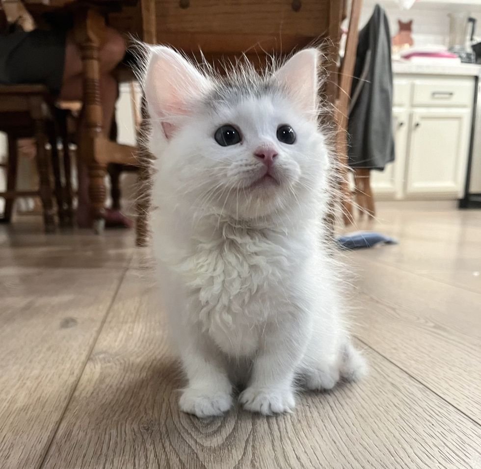 cute fluffy kitten marshmallow