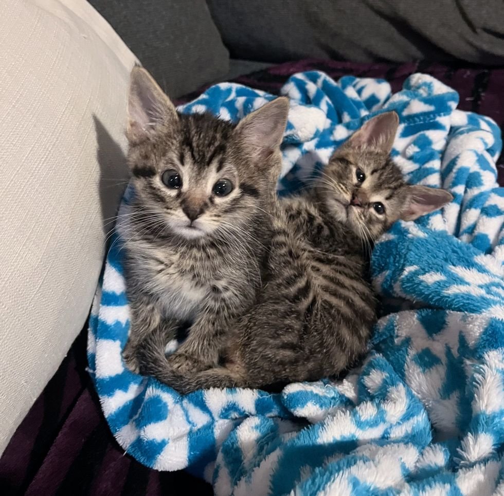 tabby kittens snuggle