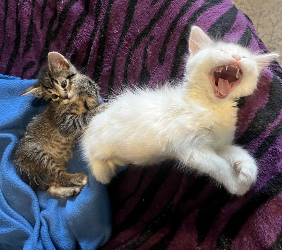 yawning kitten snuggly cats