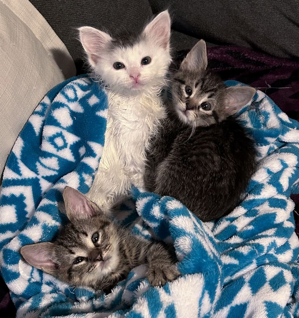 kittens threesome snuggle