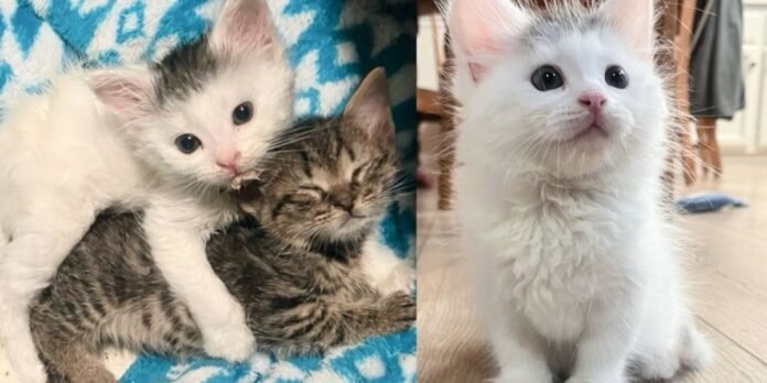 People follow the sound of kittens to a tree stump and discover three kittens inside just in time

