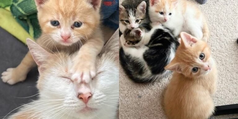 Stray cat waited until people took her in, within 2 days she gave birth to kittens

