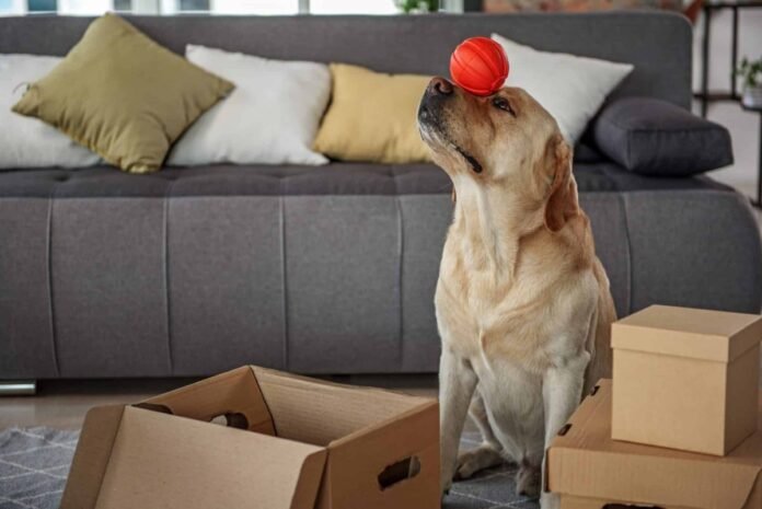 11 fun indoor activities to keep your dog happy and engaged

