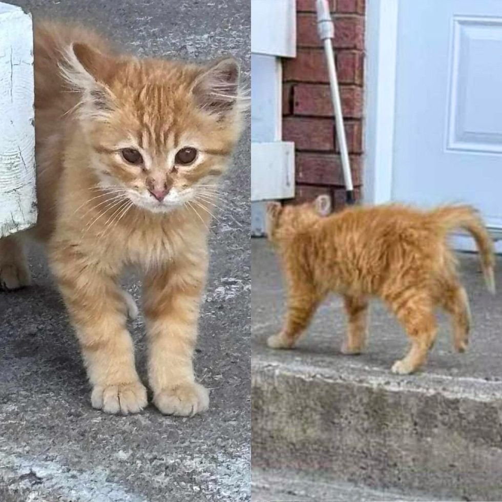 stray ginger tabby kitten