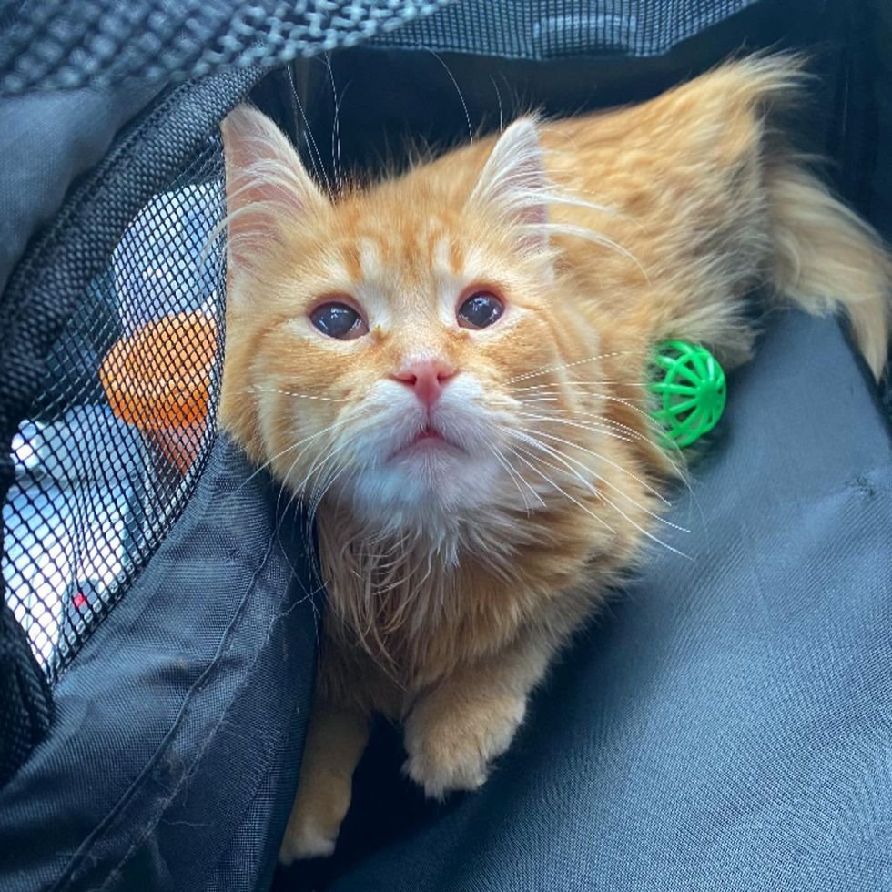 fluffy ginger cat