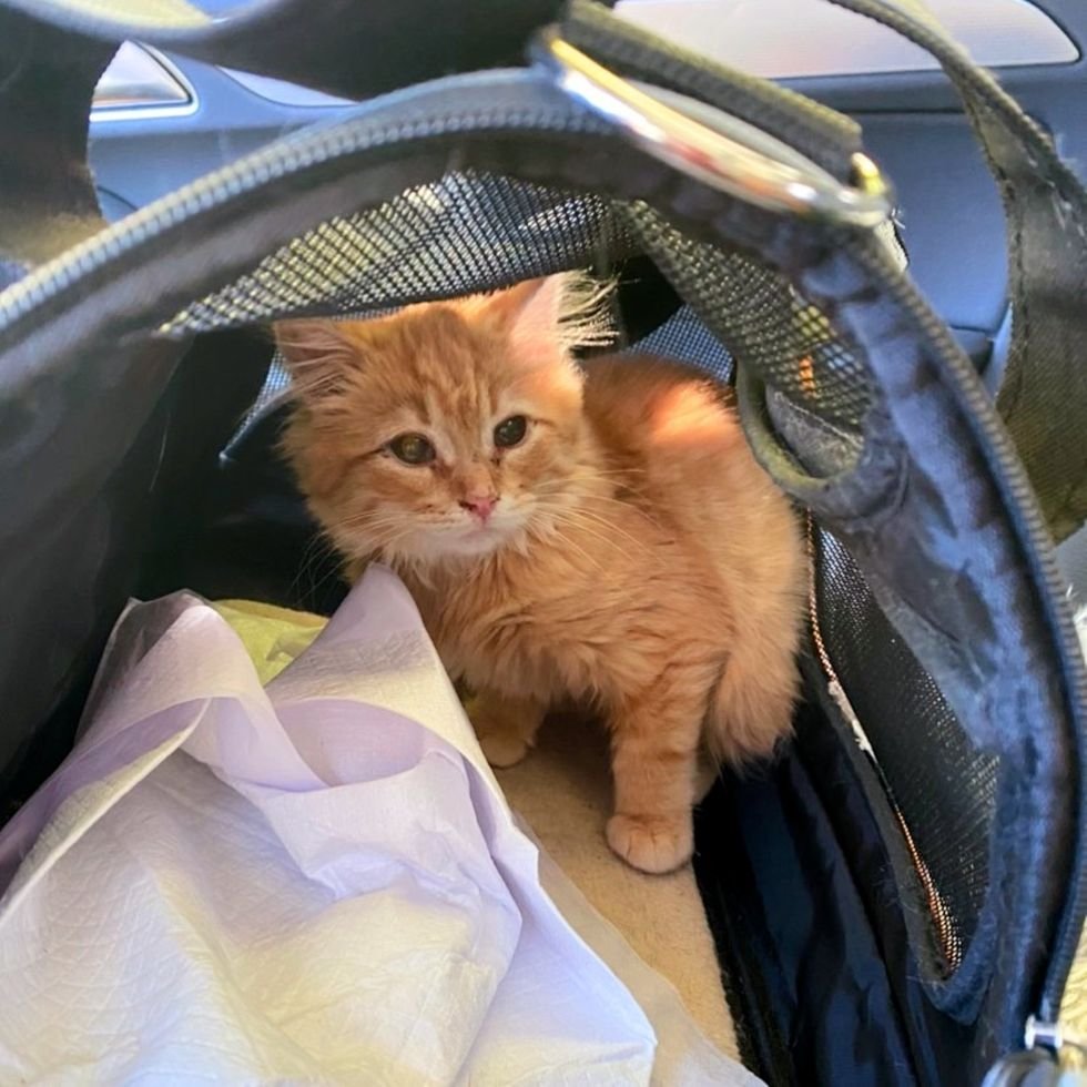 ginger kitten carrier