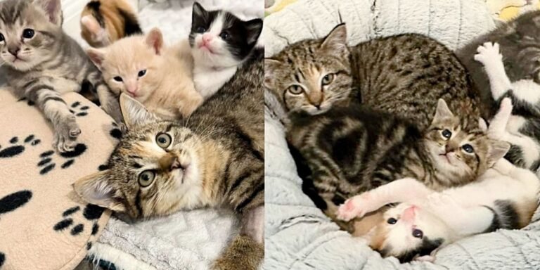 They take in kitten in need and watch other cats accept her in the most adorable way

