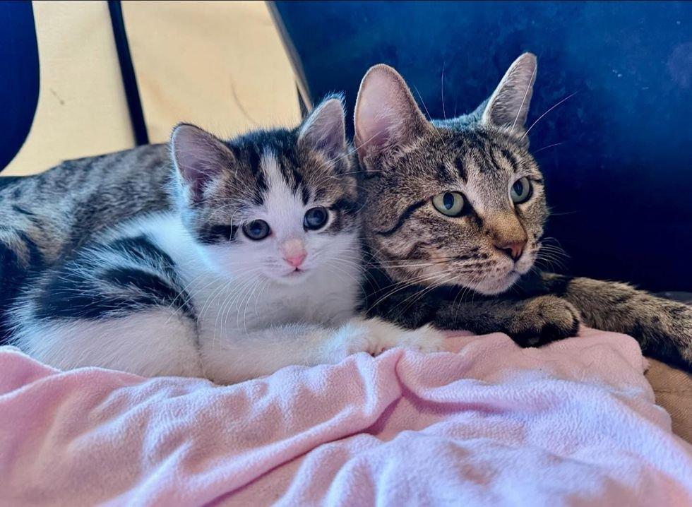 kitten cuddled mother cat