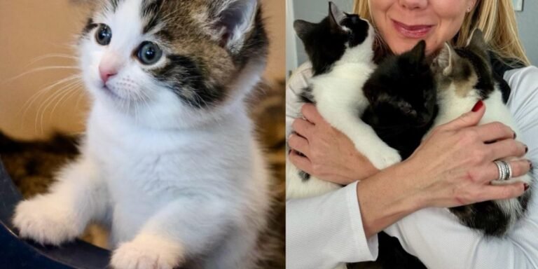 Woman planned to have a pair of kittens but left with three in her arms, best result ever

