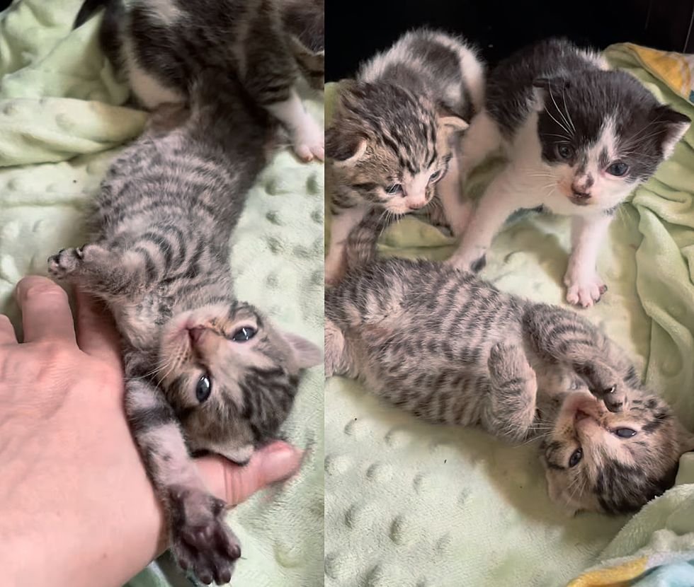 kittens stretch happily