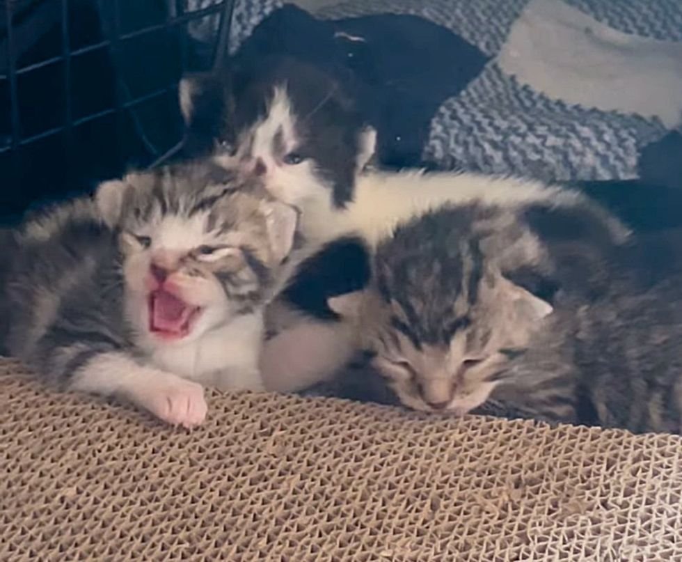 little kittens hissing