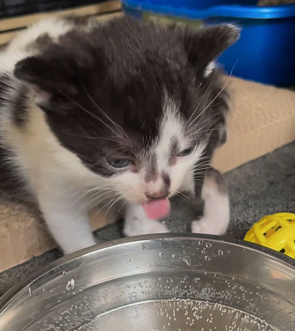 tuxedo kitten drinks