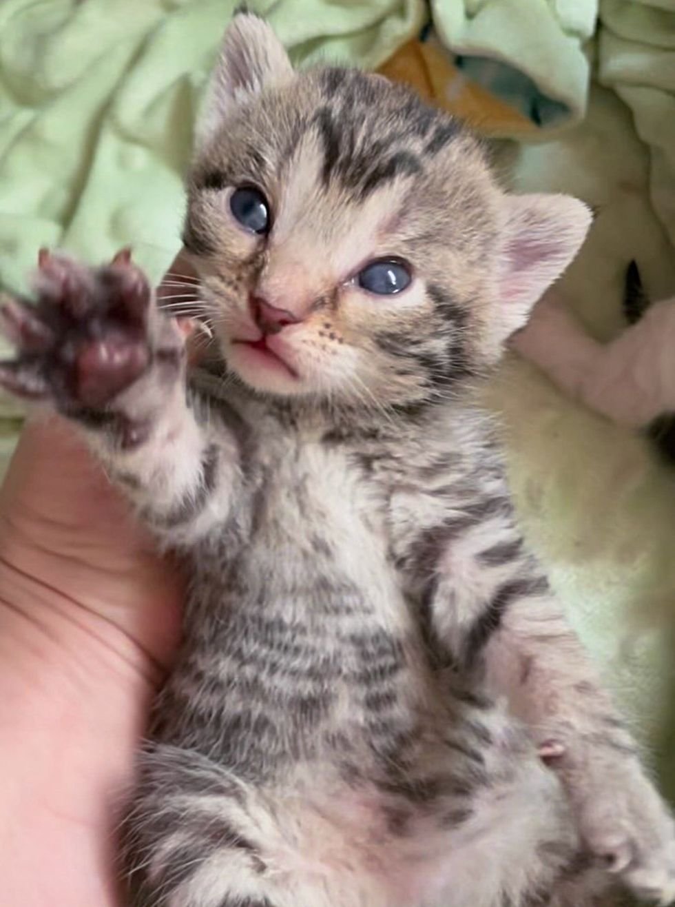 tabby cat paw