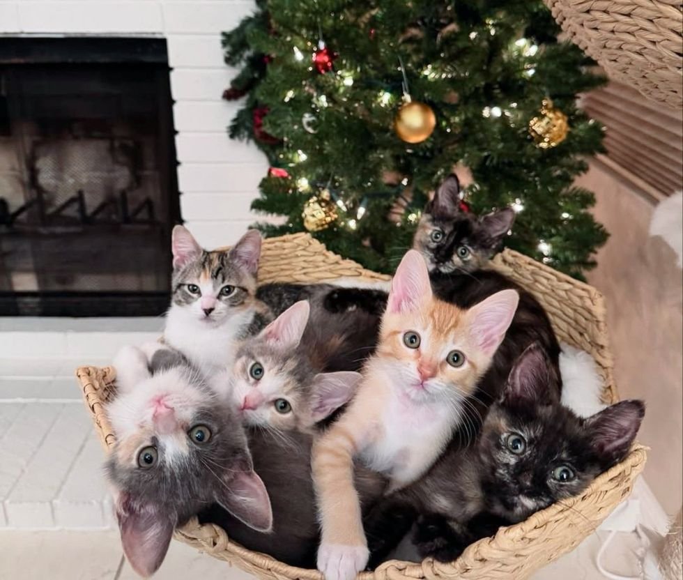 snuggly pile of kittens Christmas