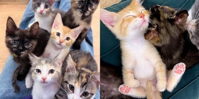 Six kittens rescued from shelters are on a mission to find warm laps this holiday season

