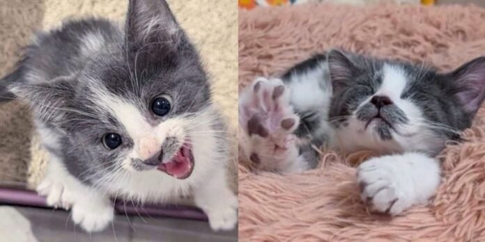 They helped a kitten bounce back from a rough start, now he thinks he can do anything

