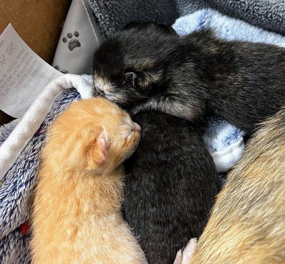 fluffy newborn kittens