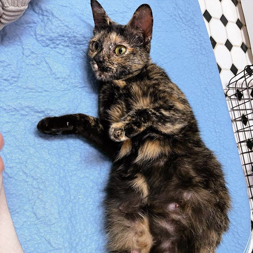 tortie pregnant cat