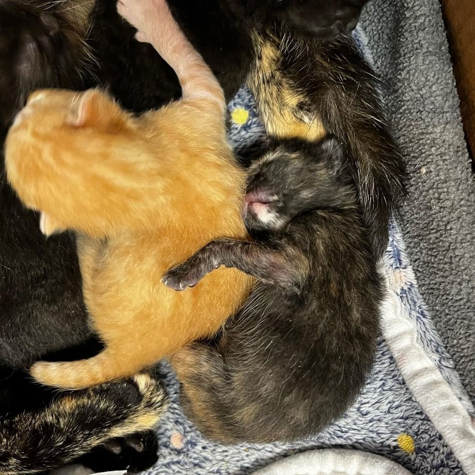 newborn kittens are sleeping