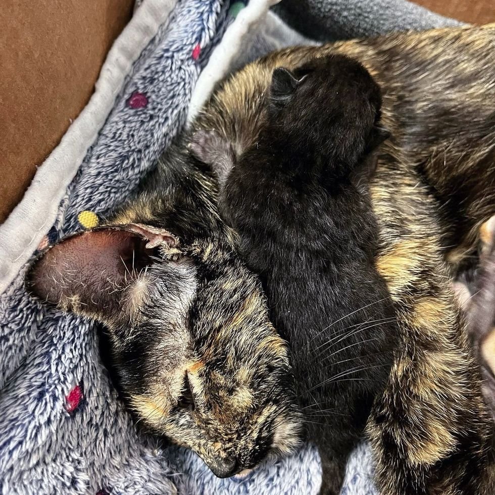 tortie cat newborn kitten