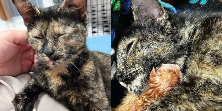 Cat taken in from an apartment complex days before Christmas, 48 ​​hours later she has kittens

