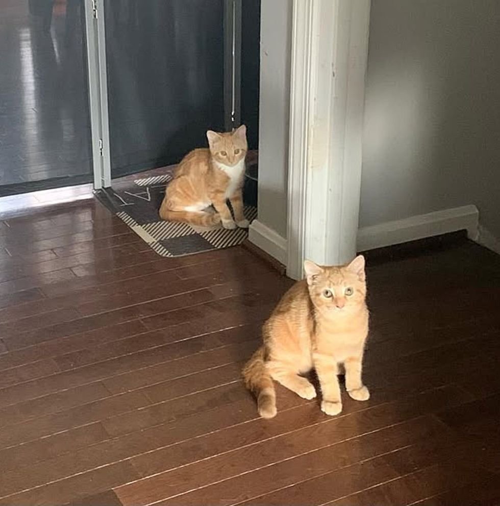 ginger kittens explore house