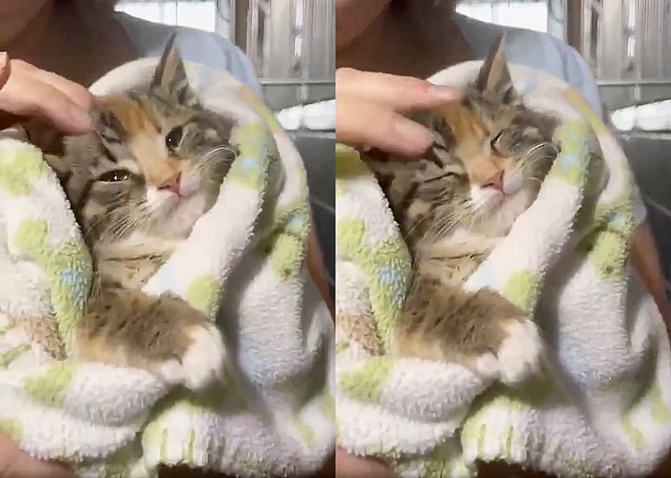 kitten purrito pet