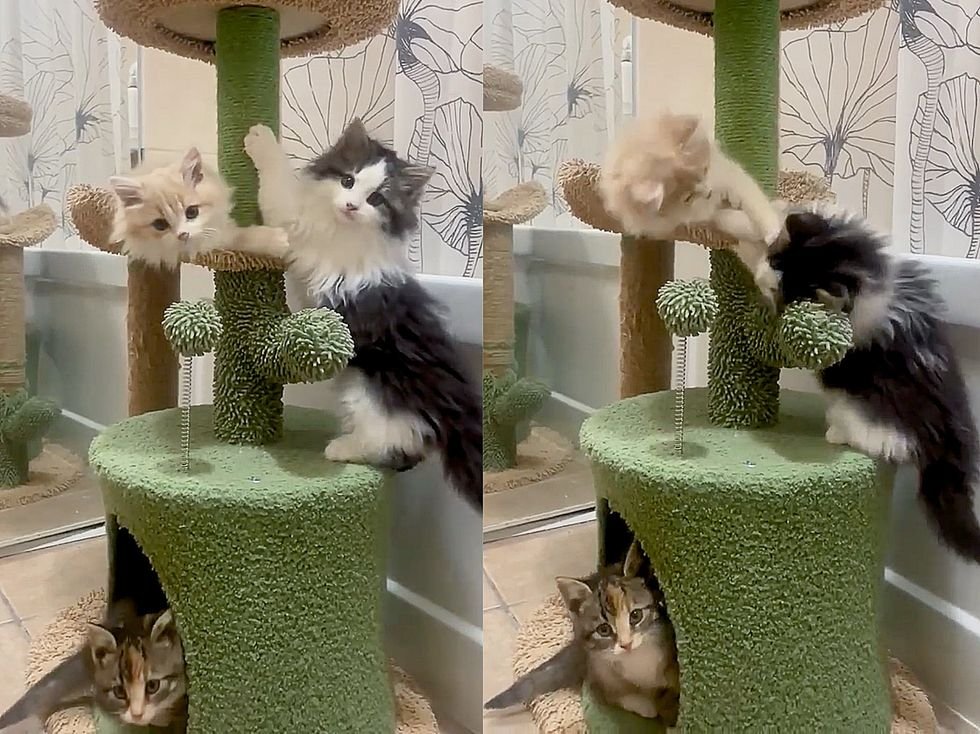 kittens play cat tree