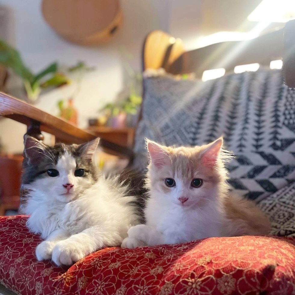 best friends kittens snuggle