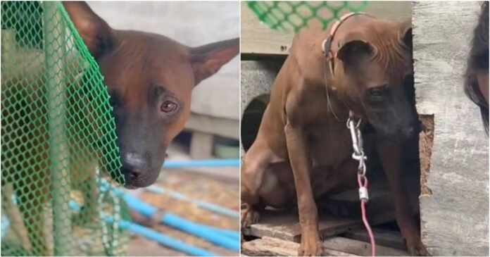 Dog relieved when friendly people came to free her, but owner said no

