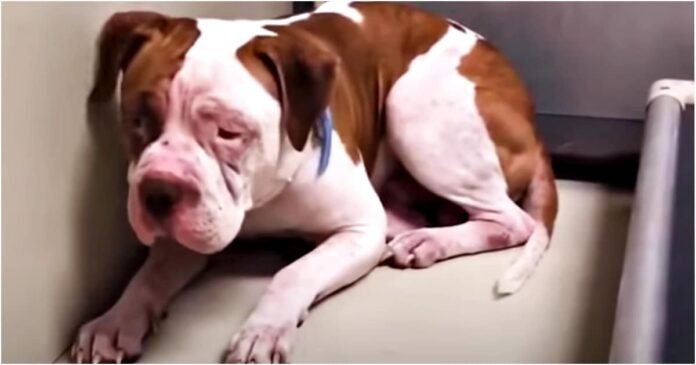 Shaking Pit Bull wouldn't leave the Shelter corner, but then 'heard' a voice and pulled forward

