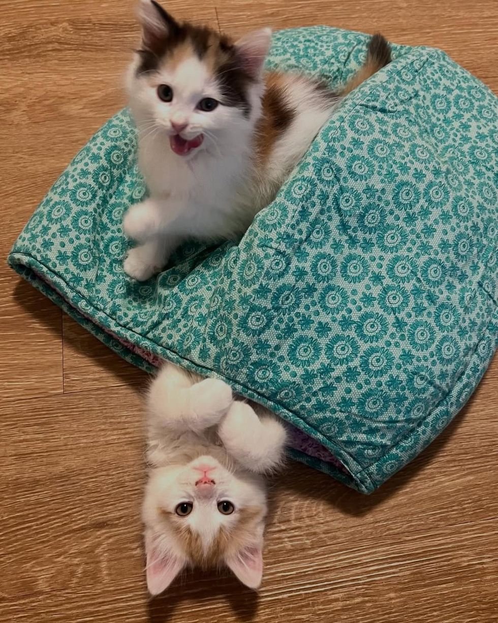 fluffy kittens playful