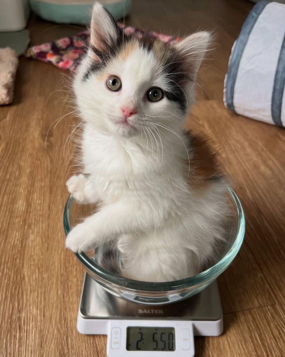 calico kitten glass bowl weight