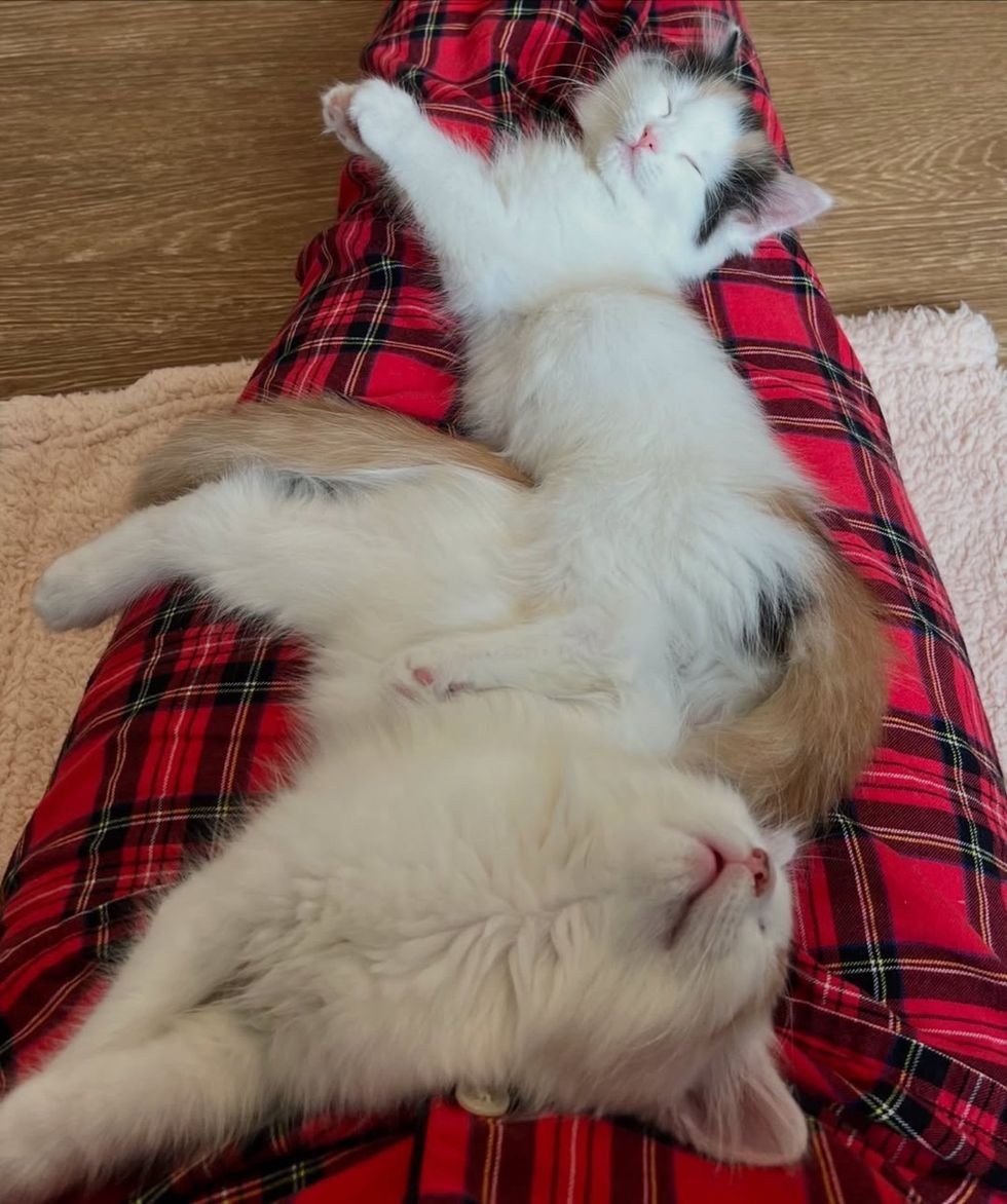 sleeping kittens shot cats