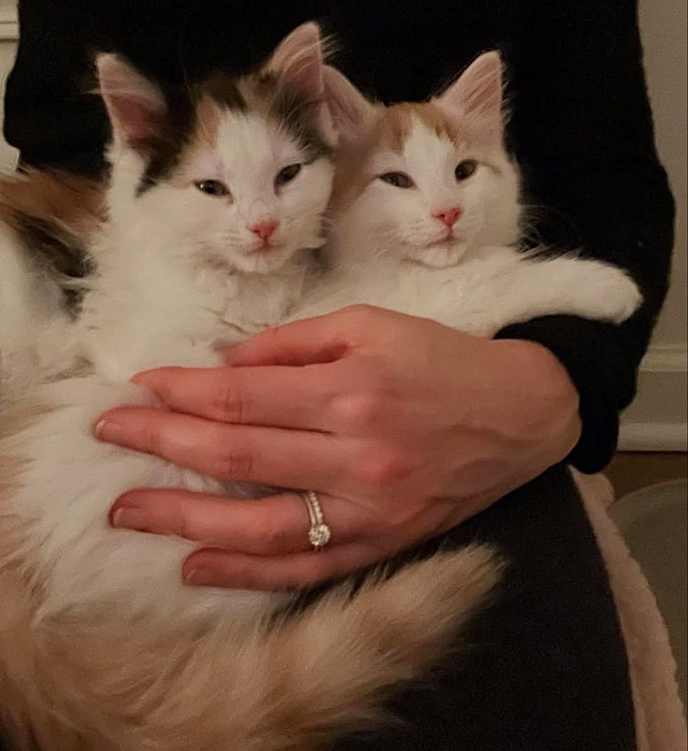 warm fluffy kittens