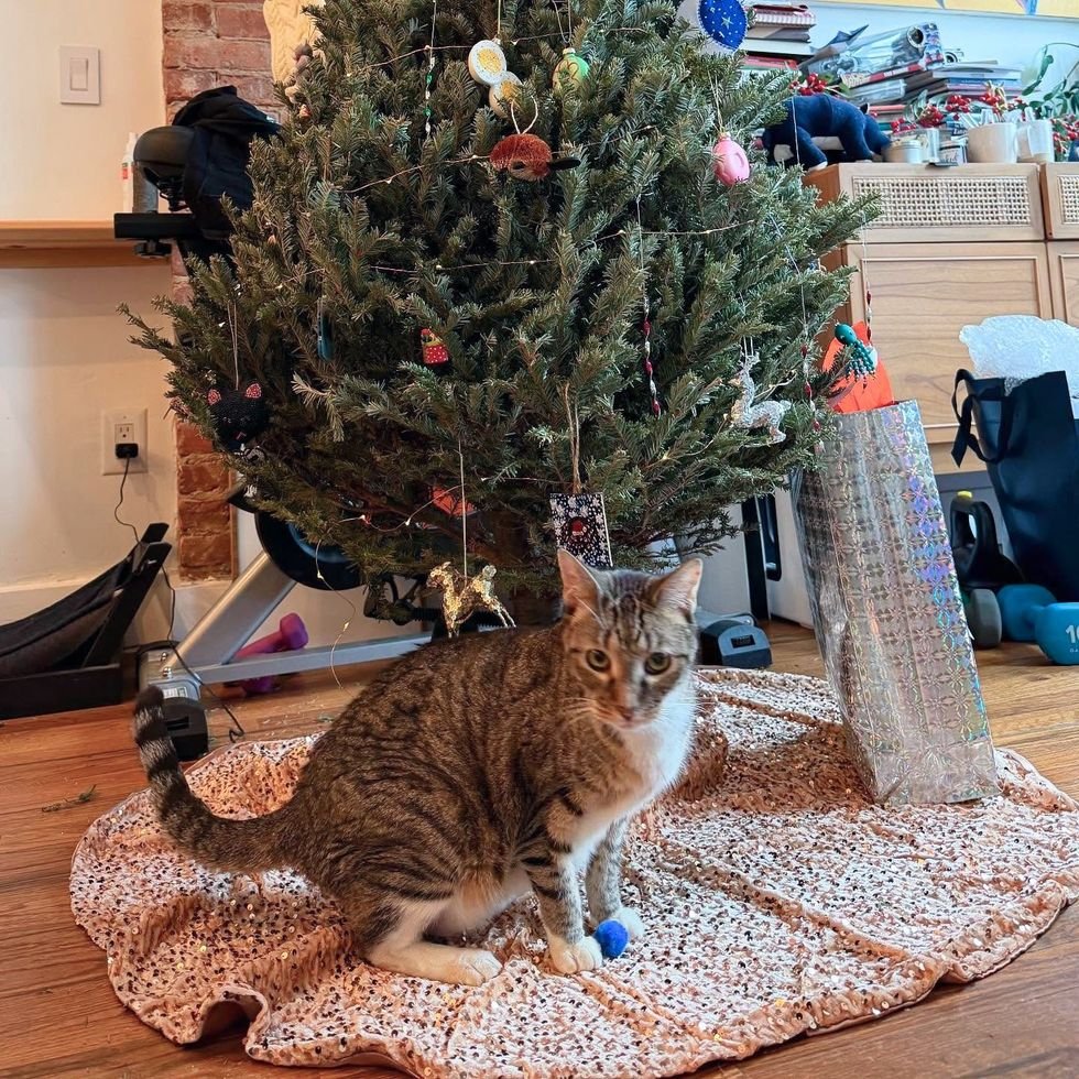 tabby cat Christmas tree