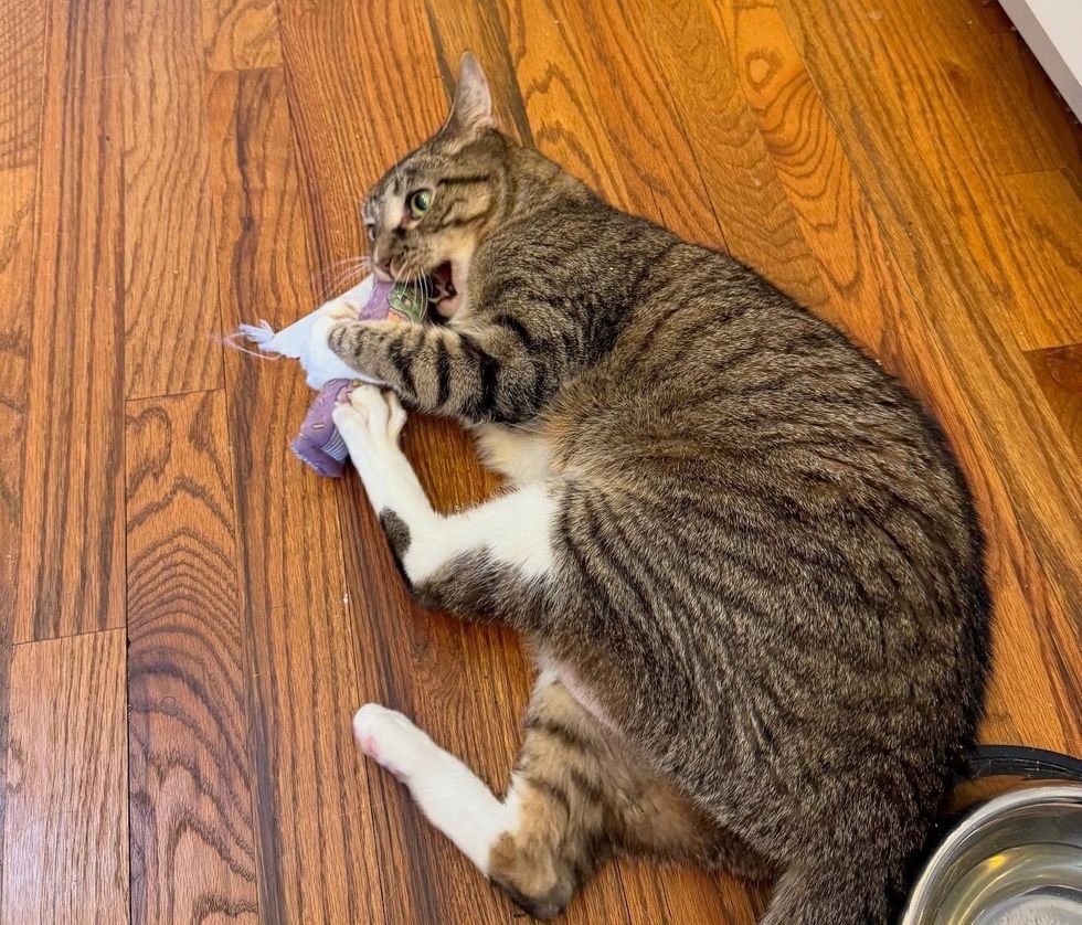 tabby cat toy