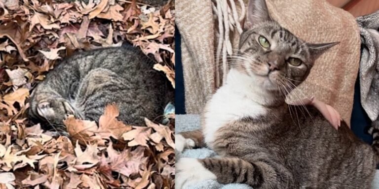 Cat found curled up in leaves overnight comes up to a person who calls her and changes her life forever

