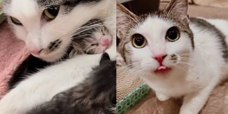 As if perfectly timed, cat welcomes kittens right on New Year's Day, just days after being taken in

