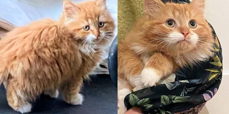 Kitten appears in the house with other cats and soon discovers new life he never knew existed

