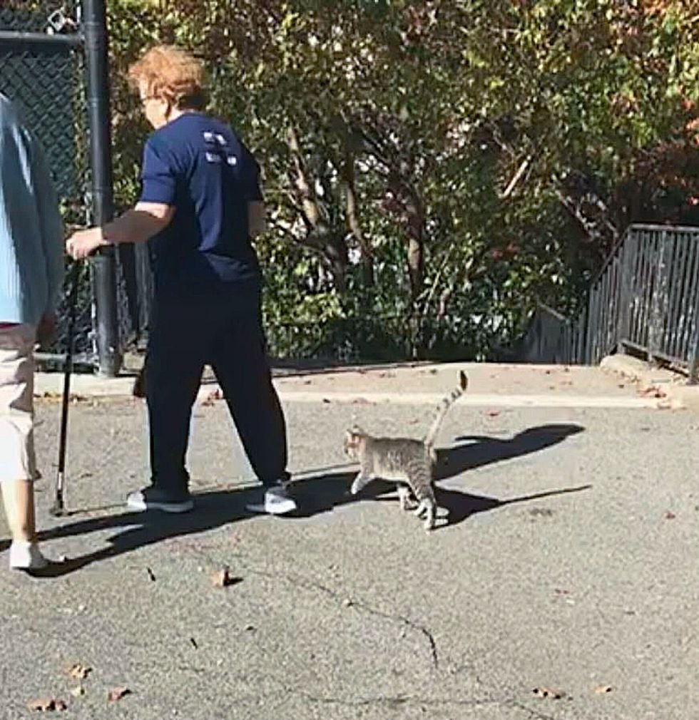 stray cat walking group