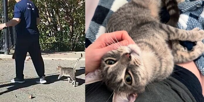 Stray Cat joins a walking group and charms everyone, eventually finding the good life she's always wanted

