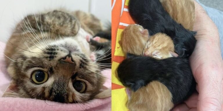 The group steps in to help a cat and ends up rescuing all her kittens days later

